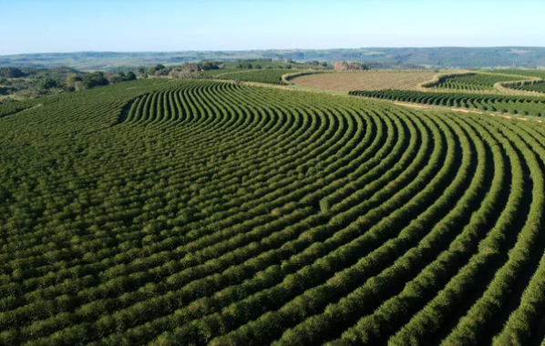 Com peso do clima no Brasil, café arábica abre esta 4ª feira em baixa em Nova York